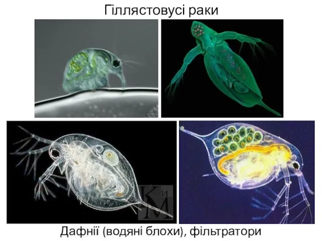 Гіллястовусі раки Дафнії (водяні блохи), фільтратори