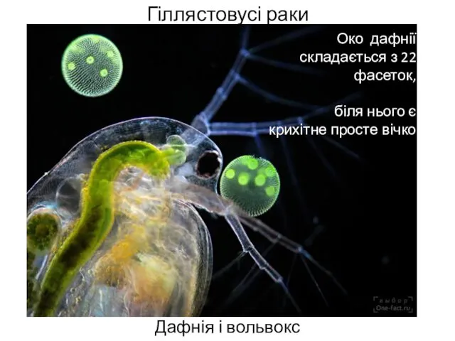 Гіллястовусі раки Дафнія і вольвокс Око дафнії складається з 22 фасеток,