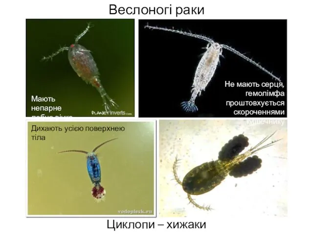 Веслоногі раки Циклопи – хижаки Мають непарне лобне вічко Дихають усією