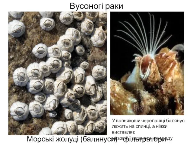 Вусоногі раки Морські жолуді (балянуси) - фільтратори У вапняковій черепашці балянус