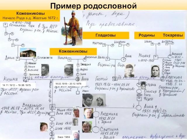 Пример родословной Просковья Вася 1959 Кожевниковы Начало Рода в д. Желтые