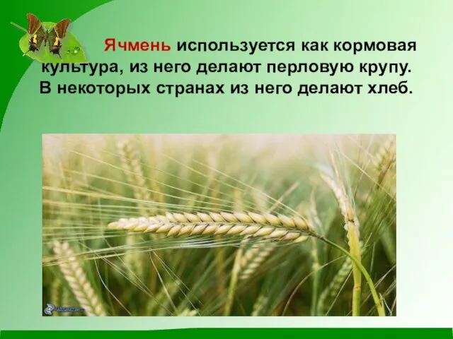 Ячмень используется как кормовая культура, из него делают перловую крупу. В