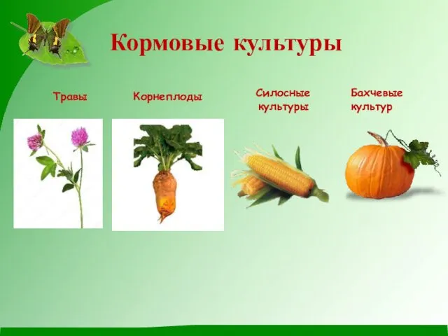 Кормовые культуры Травы Корнеплоды Силосные культуры Бахчевые культур