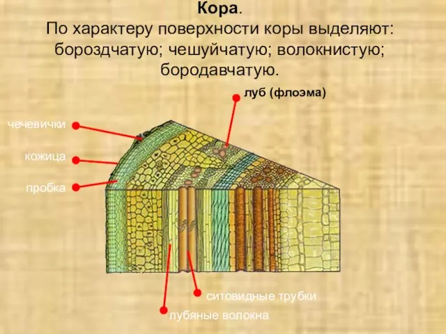 Кора. По характеру поверхности коры выделяют: бороздчатую; чешуйчатую; волокнистую; бородавчатую.