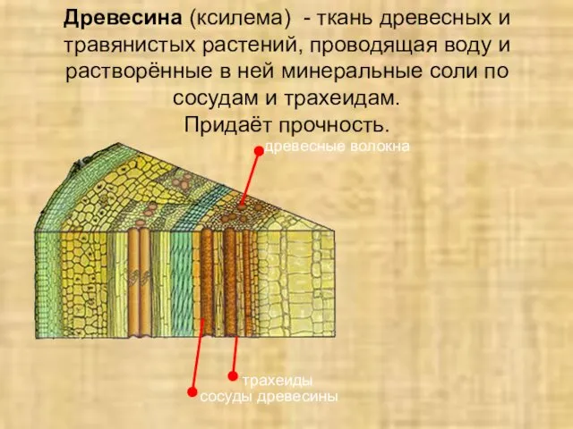 Древесина (ксилема) - ткань древесных и травянистых растений, проводящая воду и