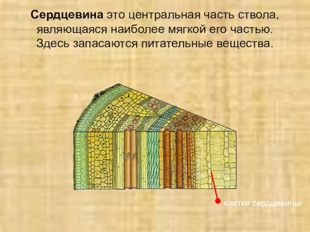 Сердцевина это центральная часть ствола, являющаяся наиболее мягкой его частью. Здесь запасаются питательные вещества.