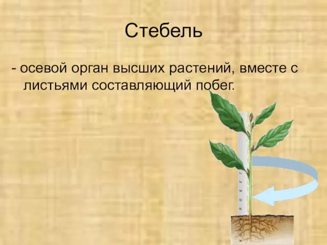 Стебель - осевой орган высших растений, вместе с листьями составляющий побег.