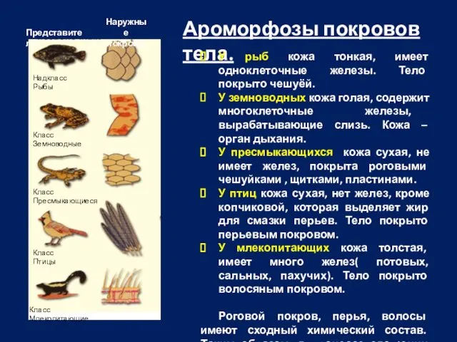 Представители Наружные покровы Надкласс Рыбы Класс Земноводные Класс Пресмыкающиеся Класс Птицы