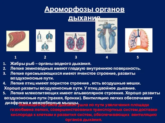 Ароморфозы органов дыхания 1 5 4 3 2 Жабры рыб –