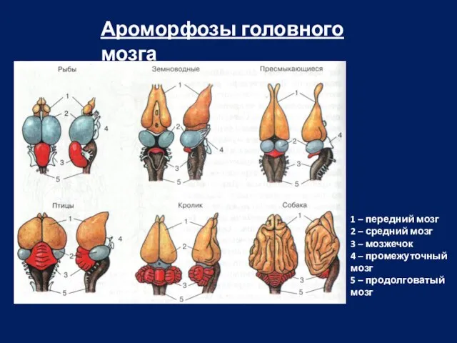 Ароморфозы головного мозга 1 – передний мозг 2 – средний мозг