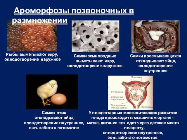 Ароморфозы позвоночных в размножении Рыбы выметывают икру, оплодотворение наружное Самки земноводных