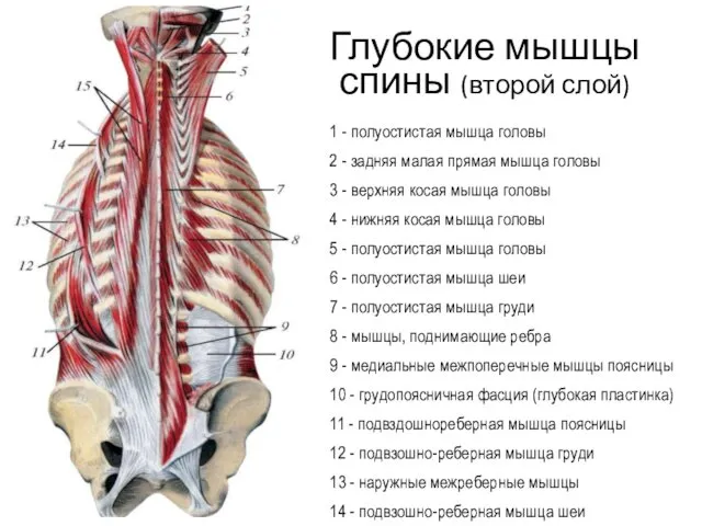 1 - полуостистая мышца головы 2 - задняя малая прямая мышца