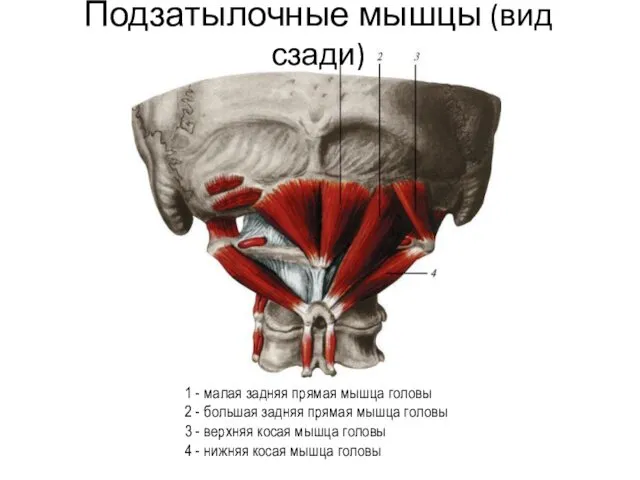 1 - малая задняя прямая мышца головы 2 - большая задняя