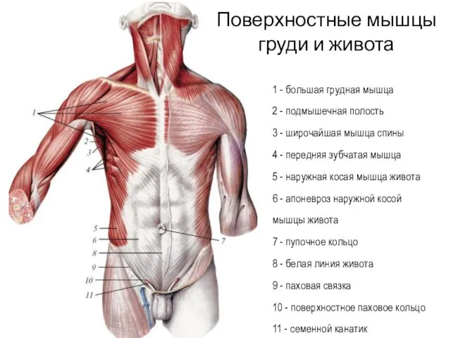 1 - большая грудная мышца 2 - подмышечная полость 3 -