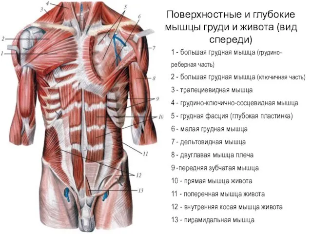 1 - большая грудная мышца (грудино-реберная часть) 2 - большая грудная