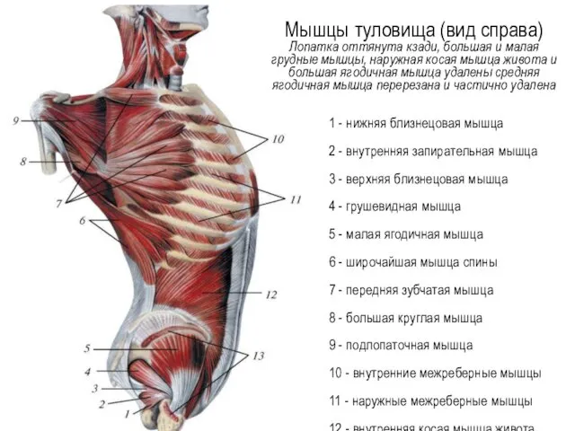 1 - нижняя близнецовая мышца 2 - внутренняя запирательная мышца 3