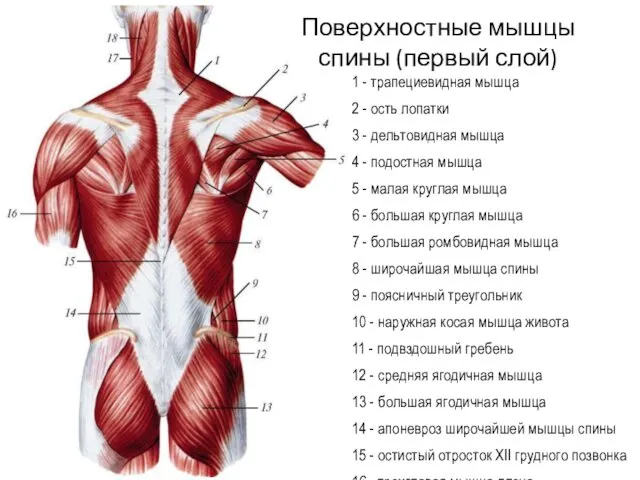 1 - трапециевидная мышца 2 - ость лопатки 3 - дельтовидная