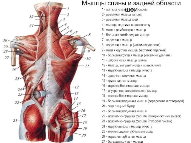 1 - полуостистая мышца головы 2 - ременная мышца головы 3