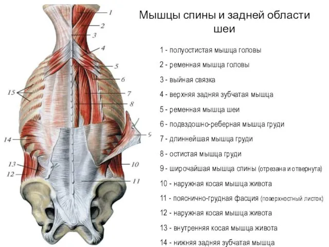 1 - полуостистая мышца головы 2 - ременная мышца головы 3