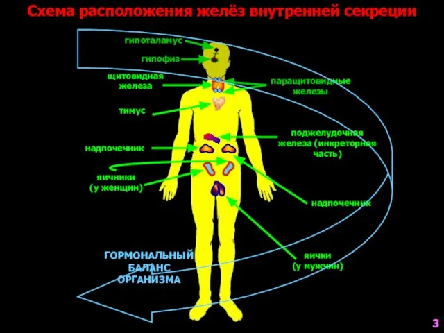 Схема расположения желёз внутренней секреции гипоталамус гипофиз щитовидная железа паращитовидные железы