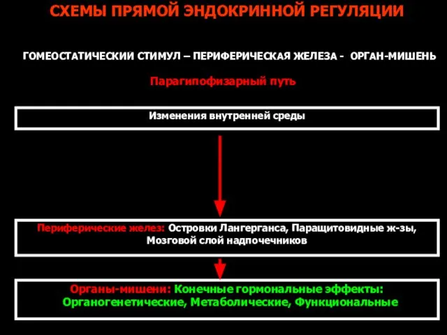 СХЕМЫ ПРЯМОЙ ЭНДОКРИННОЙ РЕГУЛЯЦИИ ГИПОТАЛАМУС – ГИПОФИЗ – ПЕРИФЕРИЧЕСКАЯ ЖЕЛЕЗА –