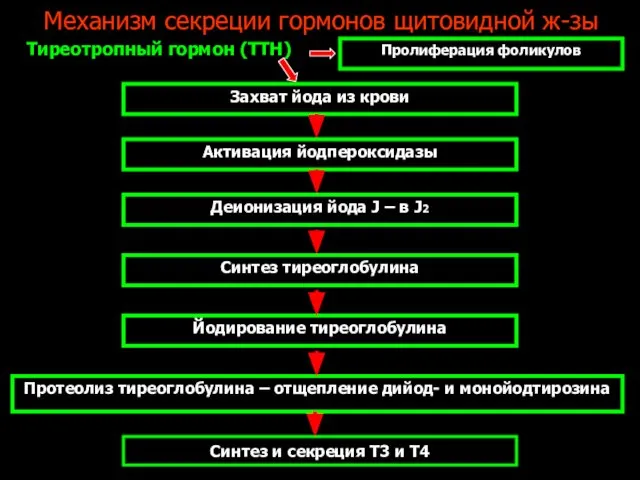 Механизм секреции гормонов щитовидной ж-зы Тиреотропный гормон (TTH) Пролиферация фоликулов Захват