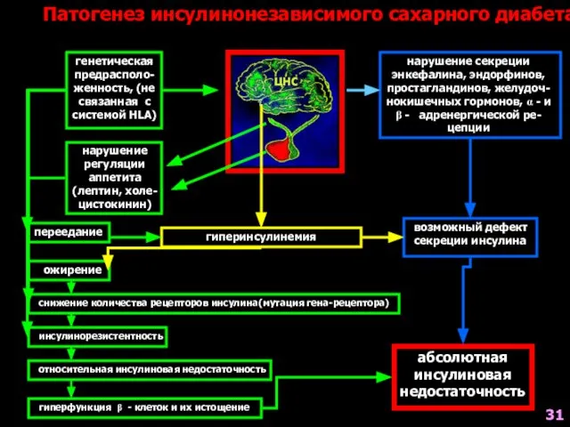 Патогенез инсулинонезависимого сахарного диабета генетическая предрасполо- женность, (не связанная с системой