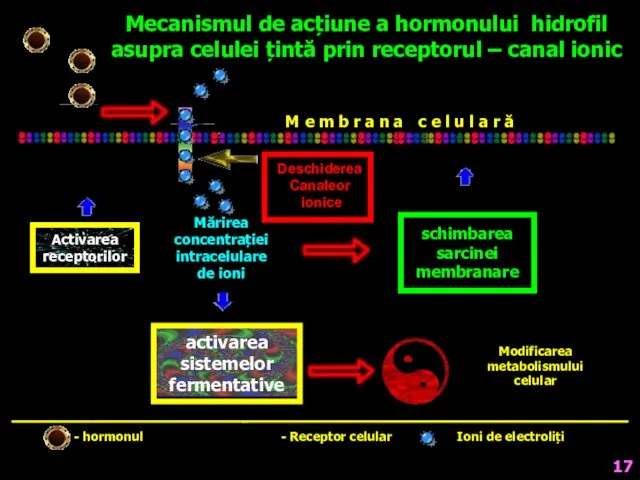 activarea sistemelor fermentative Mecanismul de acțiune a hormonului hidrofil asupra celulei