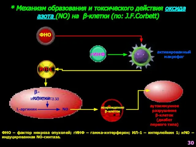 * Механизм образования и токсического действия оксида азота (NO) на β-клетки