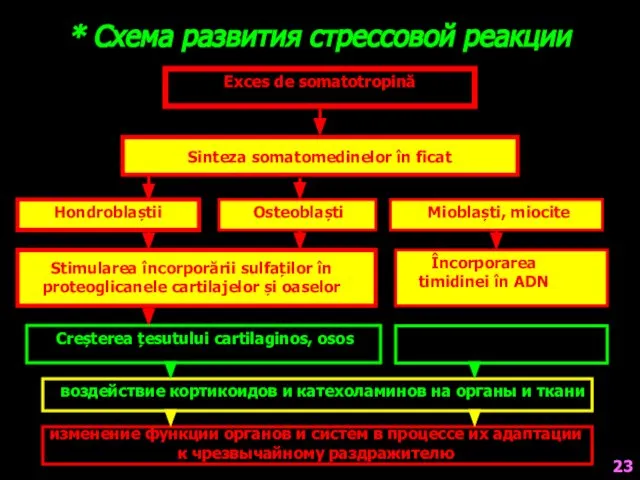 * Схема развития стрессовой реакции Exces de somatotropină Sinteza somatomedinelor în