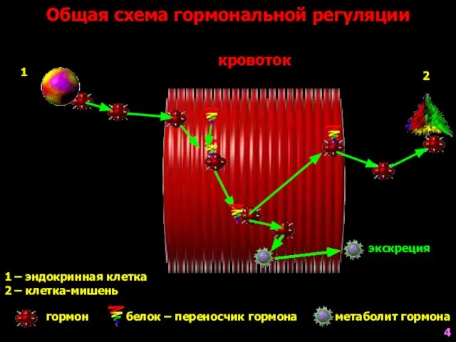 экскреция 1 – эндокринная клетка 2 – клетка-мишень гормон белок –