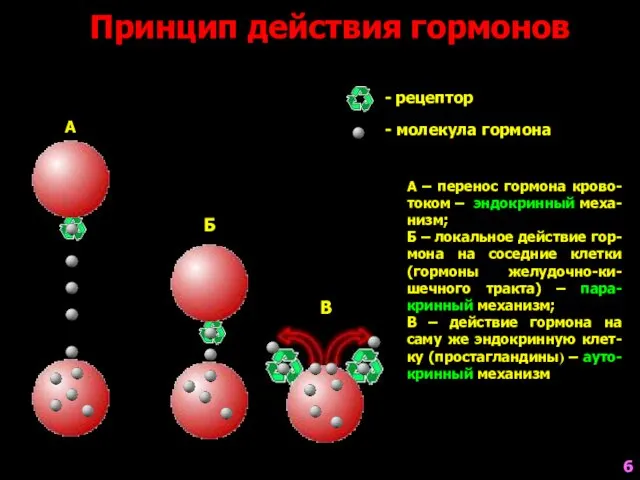 Принцип действия гормонов А Б В - рецептор - молекула гормона