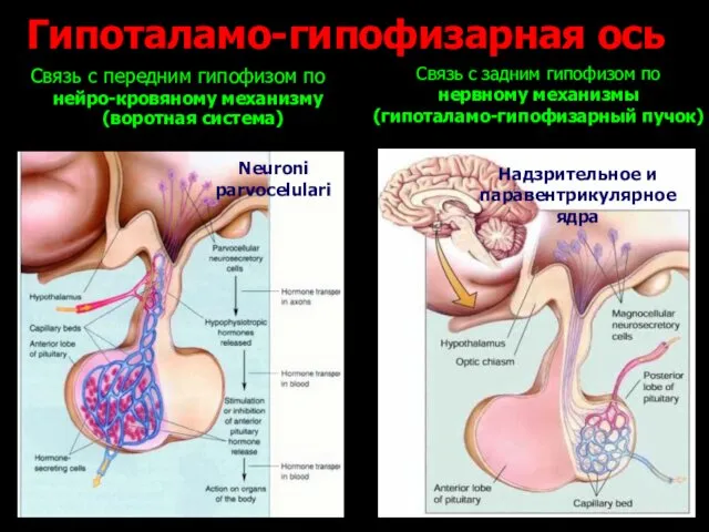 Гипоталамо-гипофизарная ось Связь с передним гипофизом по нейро-кровяному механизму (воротная система)