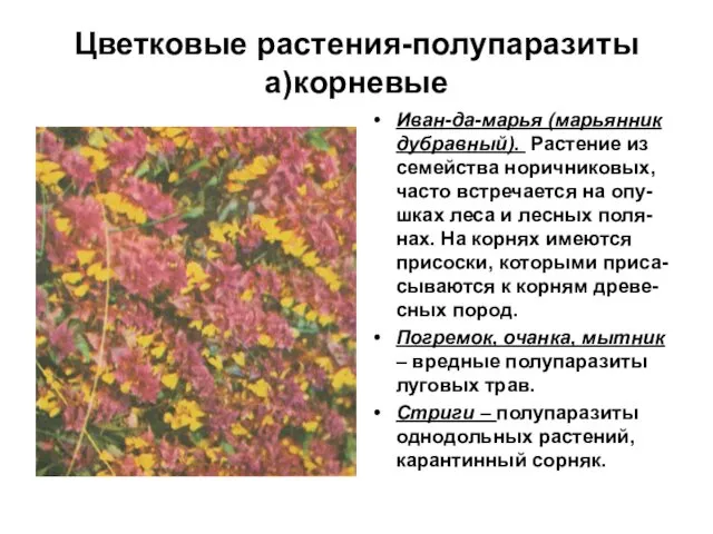 Цветковые растения-полупаразиты а)корневые Иван-да-марья (марьянник дубравный). Растение из семейства норичниковых, часто