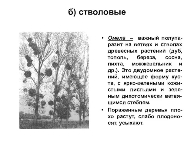 б) стволовые Омела – важный полупа-разит на ветвях и стволах древесных