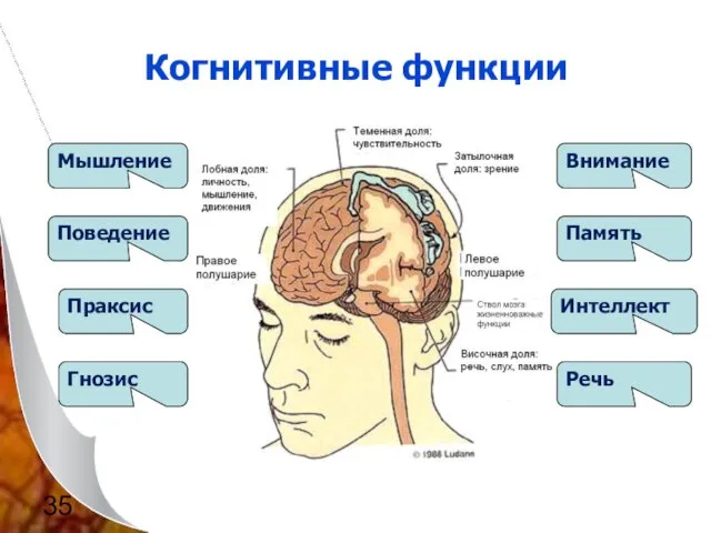 Когнитивные функции Мышление Поведение Праксис Гнозис Речь Интеллект Память Внимание