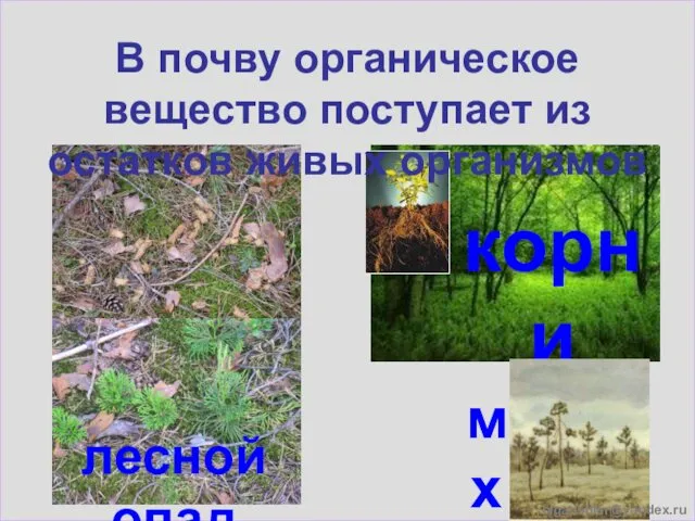 лесной опад корни В почву органическое вещество поступает из остатков живых организмов мхи olgatishler@yandex.ru