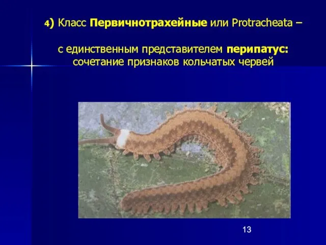 4) Класс Первичнотрахейные или Protracheata – с единственным представителем перипатус: сочетание признаков кольчатых червей