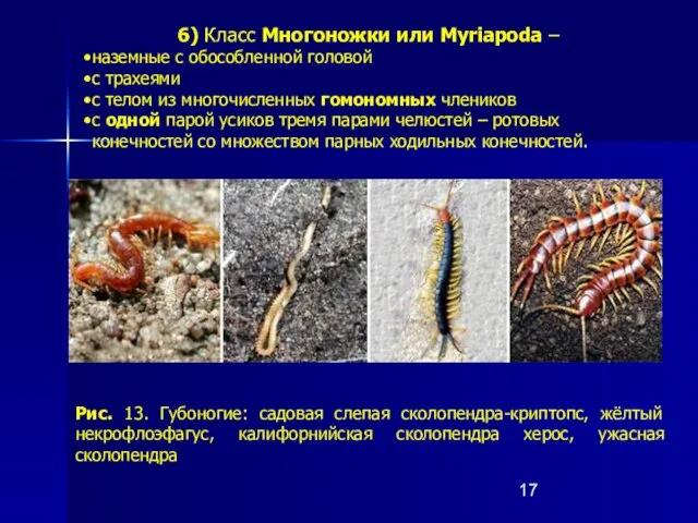 6) Класс Многоножки или Myriapoda – наземные с обособленной головой с