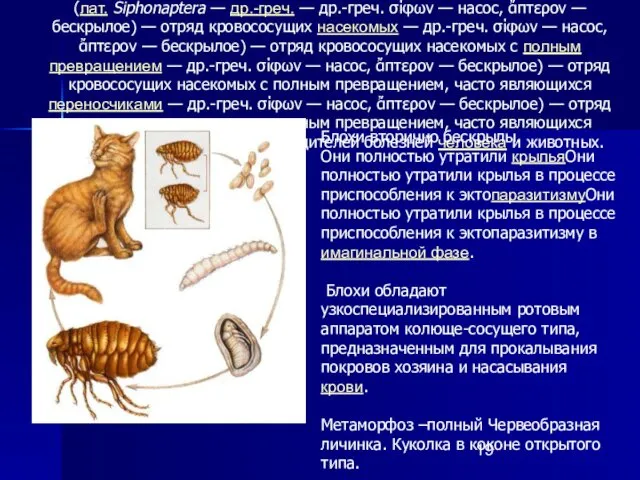 Отряд Блохи – НЕОБЛИГАТНЫЕ ПАРАЗИТЫ (лат. Siphonaptera — др.-греч. — др.-греч.