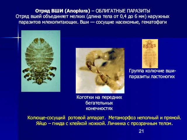 Отряд ВШИ (Anoplura) – ОБЛИГАТНЫЕ ПАРАЗИТЫ Отряд вшей объединяет мелких (длина