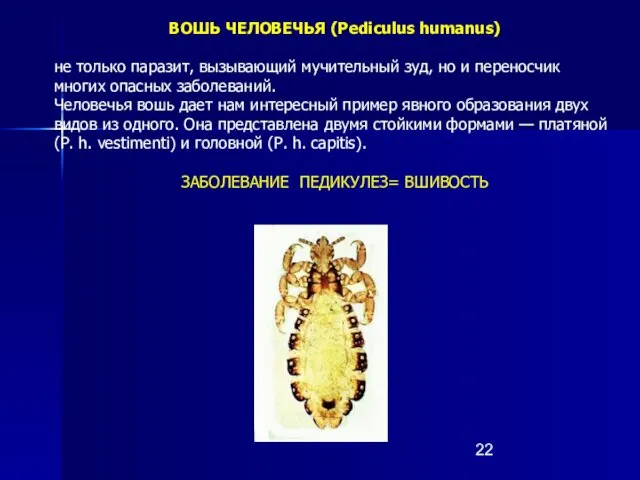 ВОШЬ ЧЕЛОВЕЧЬЯ (Pediculus humanus) не только паразит, вызывающий мучительный зуд, но