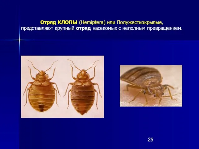 Отряд КЛОПЫ (Hemiptera) или Полужесткокрылые, представляют крупный отряд насекомых с неполным превращением.