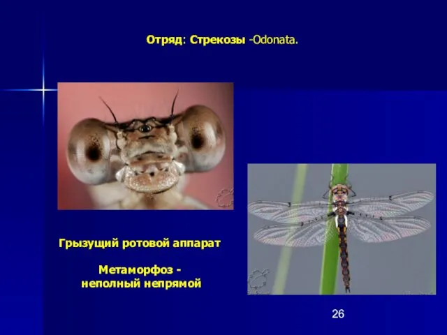 Отряд: Стрекозы -Odonata. Грызущий ротовой аппарат Метаморфоз - неполный непрямой