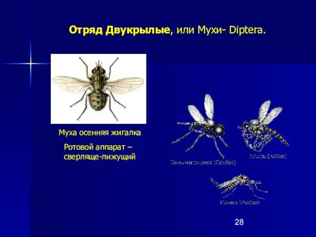 Отряд Двукрылые, или Мухи- Diptera. Муха осенняя жигалка Ротовой аппарат – сверляще-лижущий