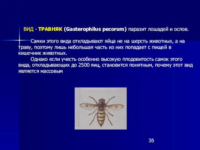 ВИД - ТРАВНЯК (Gasterophilus pecorum) паразит лошадей и ослов. Самки этого