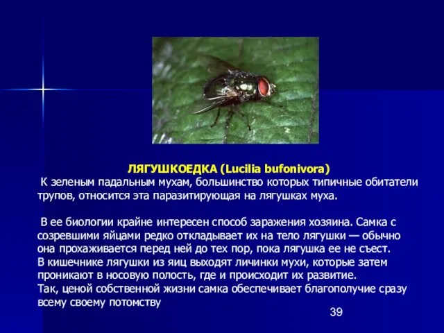 ЛЯГУШКОЕДКА (Lucilia bufonivora) К зеленым падальным мухам, большинство которых типичные обитатели