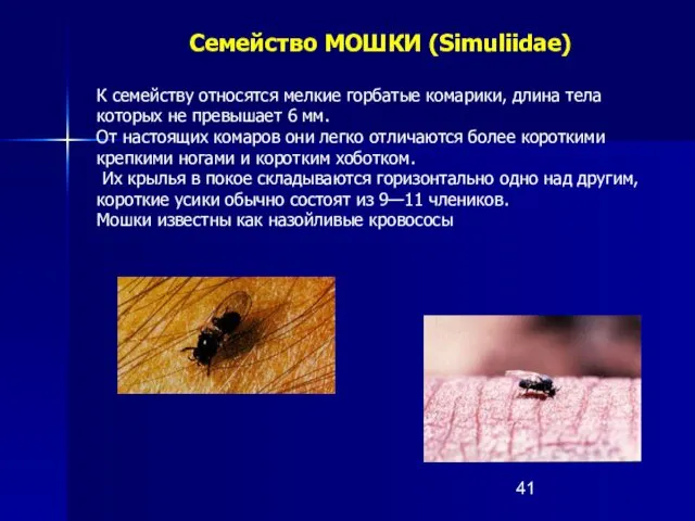Семейство МОШКИ (Simuliidae) К семейству относятся мелкие горбатые комарики, длина тела