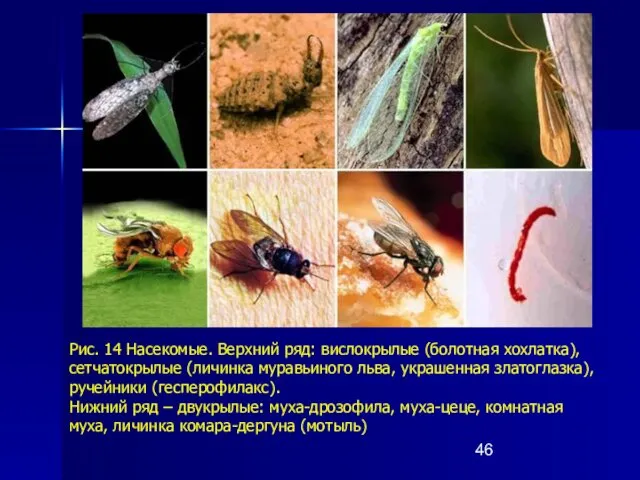 Рис. 14 Насекомые. Верхний ряд: вислокрылые (болотная хохлатка), сетчатокрылые (личинка муравьиного