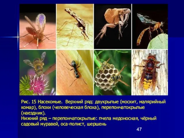 Рис. 15 Насекомые. Верхний ряд: двукрылые (москит, малярийный комар), блохи (человеческая